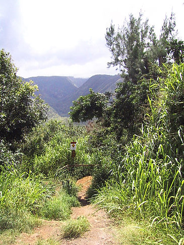 Foto In Hawaiis Wäldern