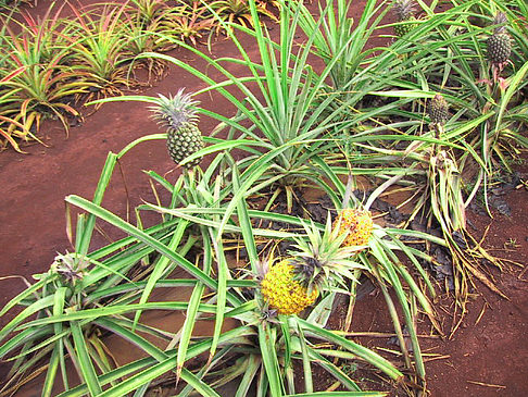 Pflanzen auf Oahou - Hawaii
