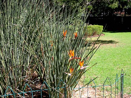 Pflanzen im Company Garden - Westliches Kap